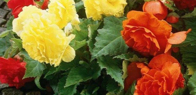 ingrijirea-florilor-iarna