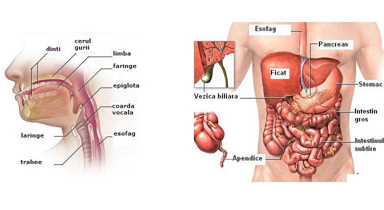 aparatul-sistemul-tubul-digestiv