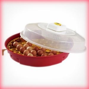 cel-mai-bun-incubator-de-oua