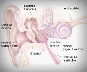 urechea-externa-medie-interna