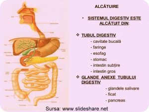 digestia-sistemul-digestiv