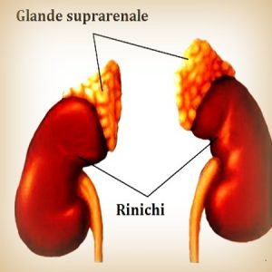 glandele suprarenale