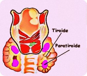 Glandele paratiroide