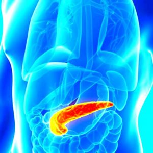 pancreas