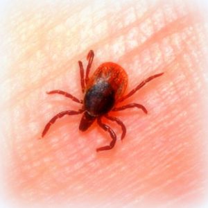 capusa-boala-lyme