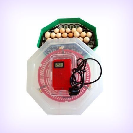cel-mai-bun-incubator-oua