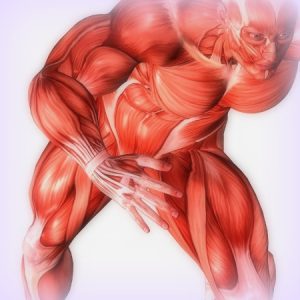 sistemul-muscular-muschi
